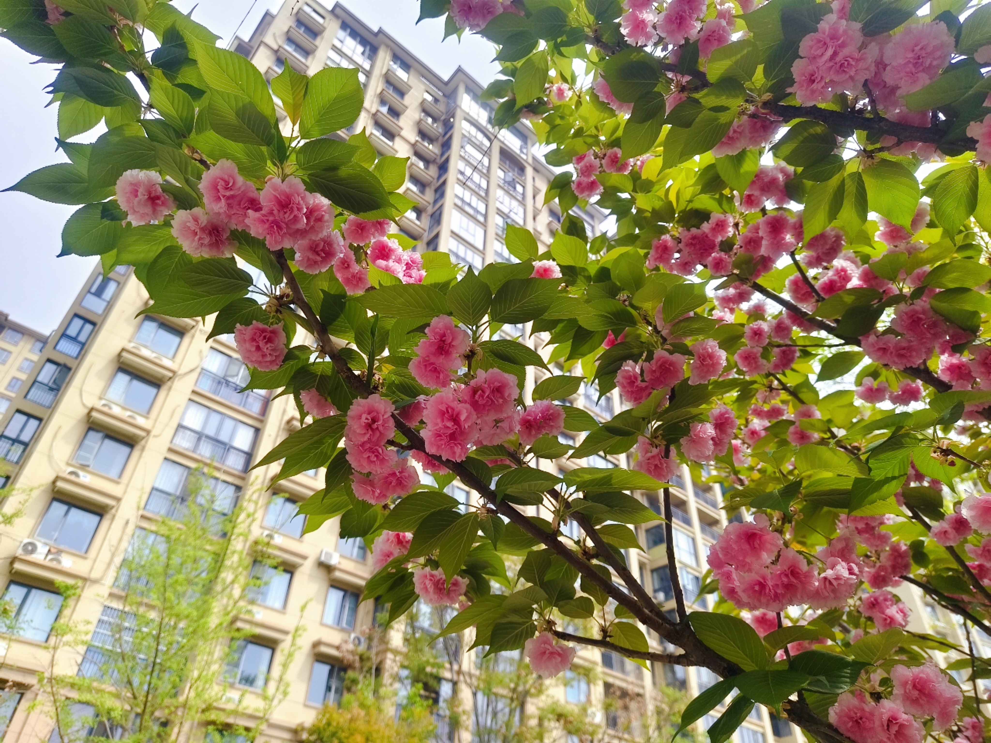 “醉”美人间四月天，你要的风景都藏在翡翠山湖园林里！